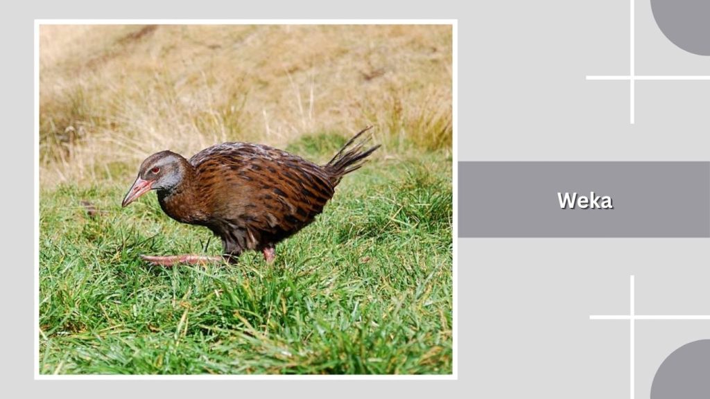 Weka
