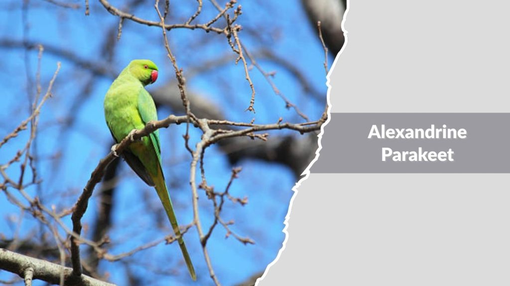 Alexandrine Parakeet