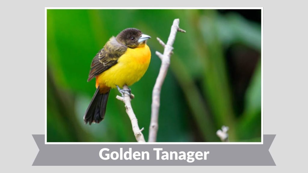 Golden Tanager