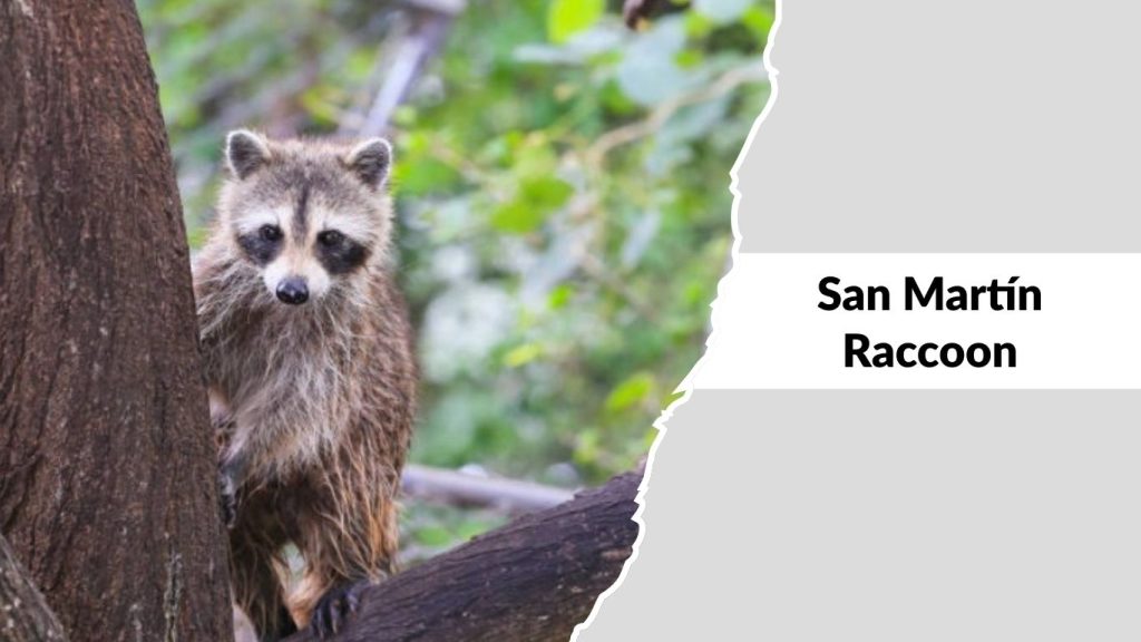 San Martín Raccoon (Procyon lotor hernandezii)