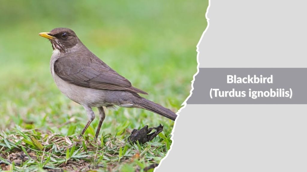 Blackbird (Turdus ignobilis)