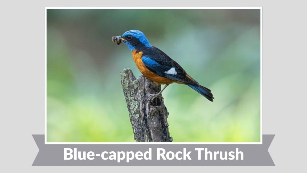 Blue-capped Rock Thrush