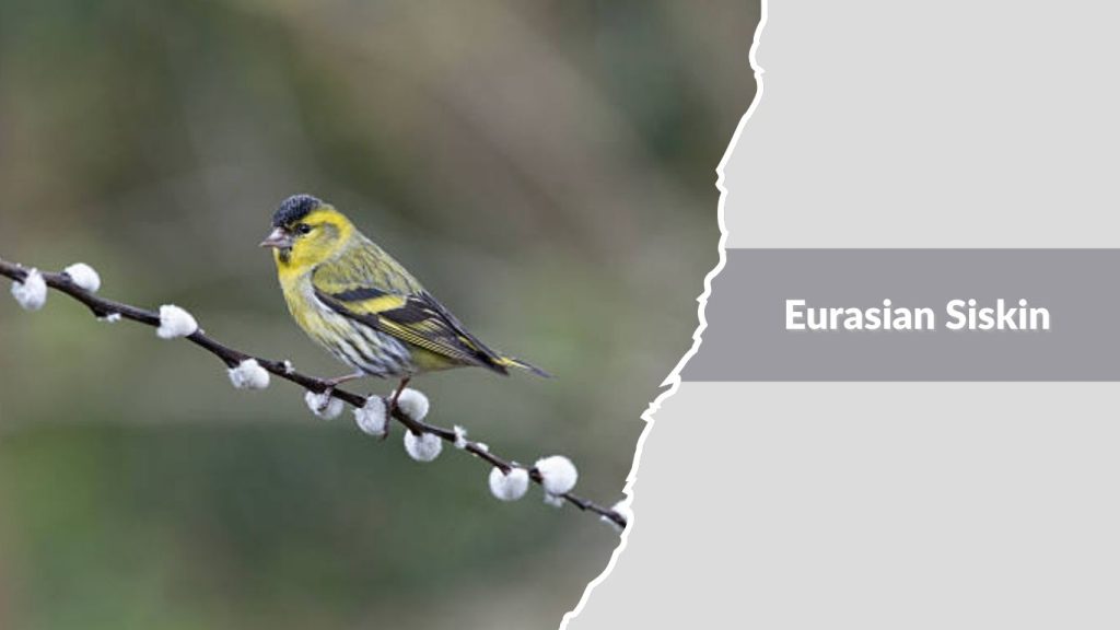  Eurasian Siskin