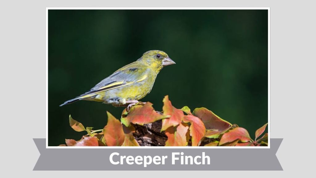 Creeper Finch
