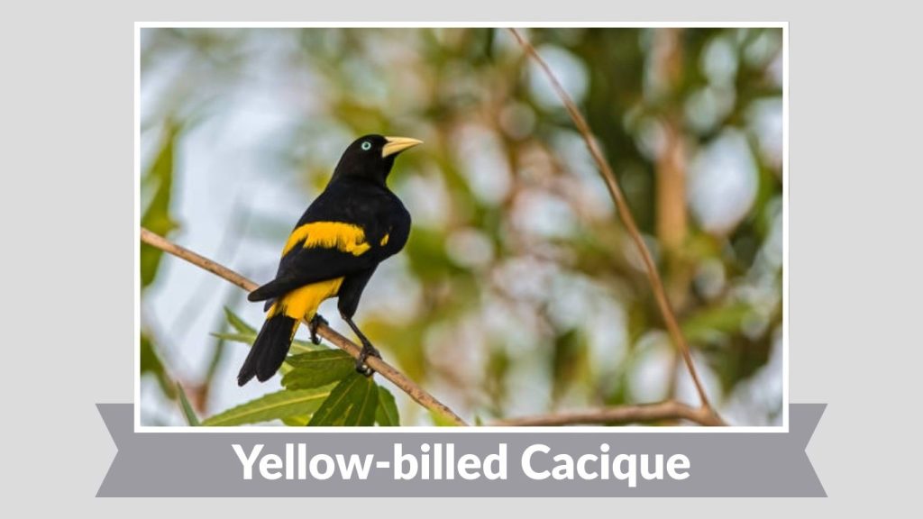  Yellow-billed Cacique