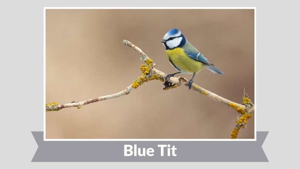 Blue Tit