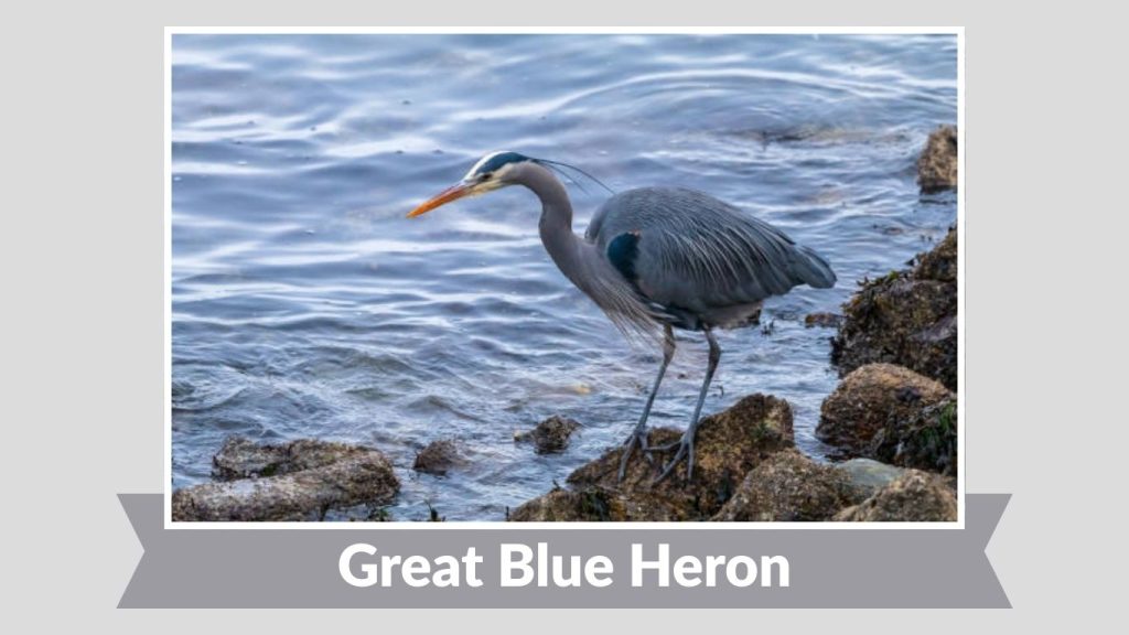 Great Blue Heron