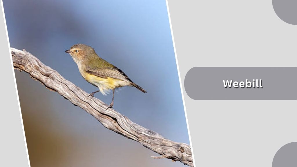 Weebill