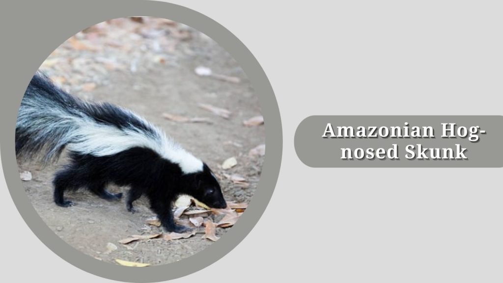 Amazonian Hog-nosed Skunk