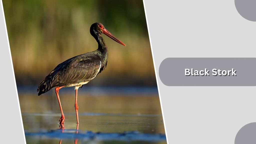 Black Stork