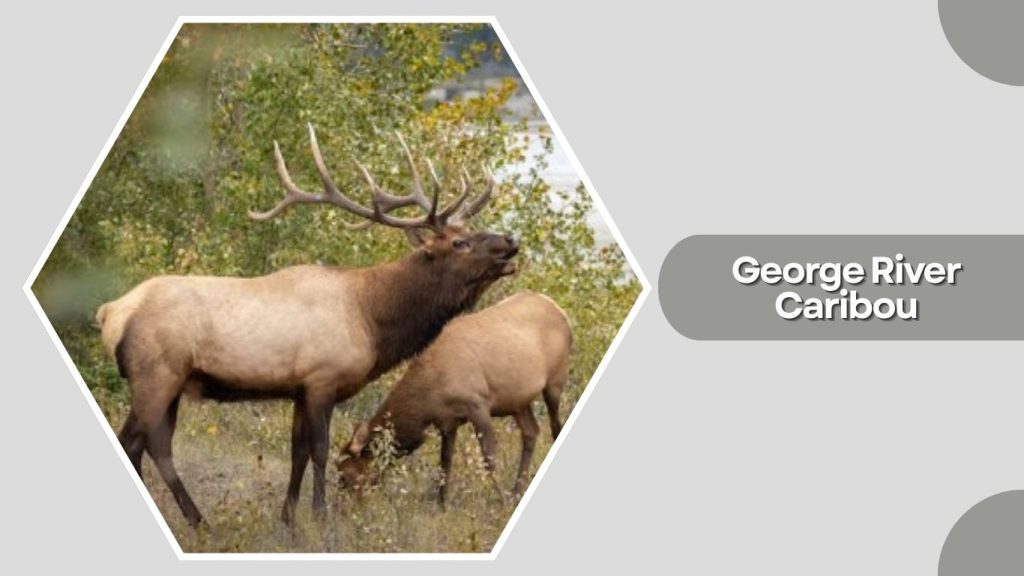 George River Caribou