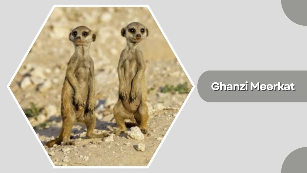 Ghanzi Meerkat