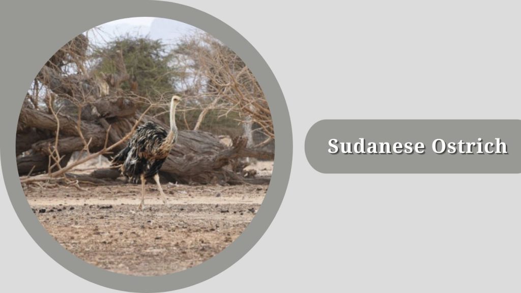 Sudanese Ostrich