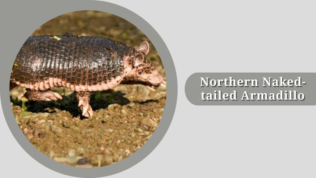 Northern Naked-tailed Armadillo
