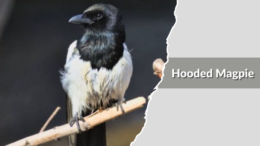Hooded Magpie 