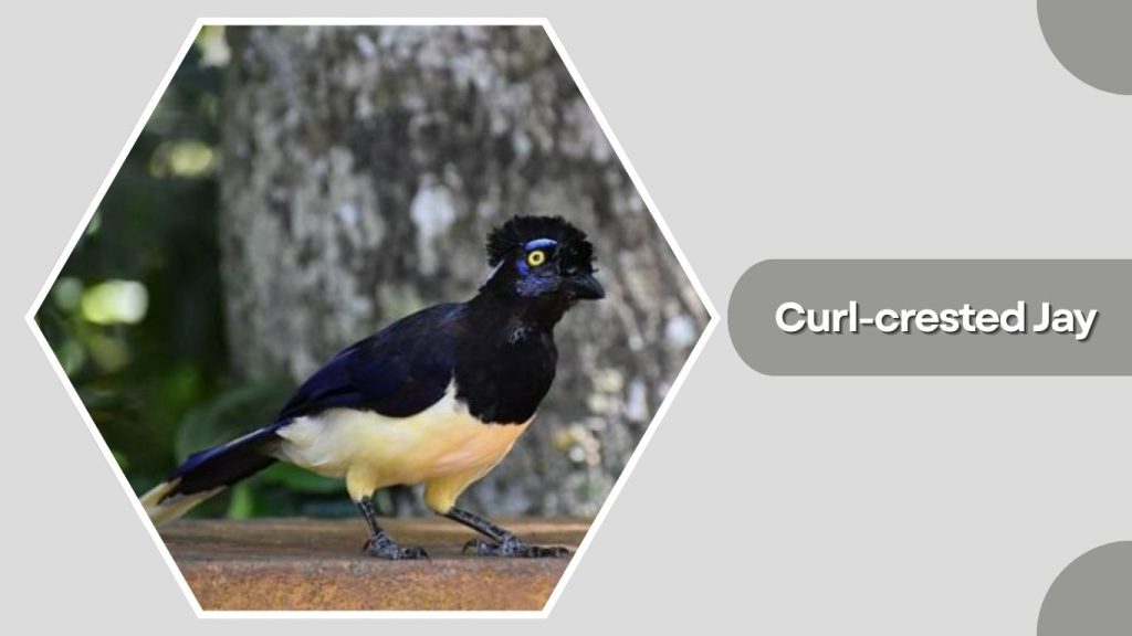 Curl-crested Jay