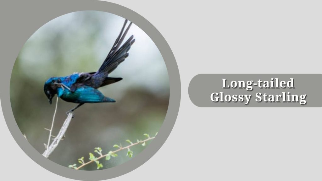 Long-tailed Glossy Starling