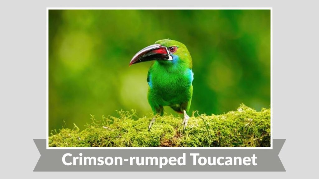 Crimson-rumped Toucanet