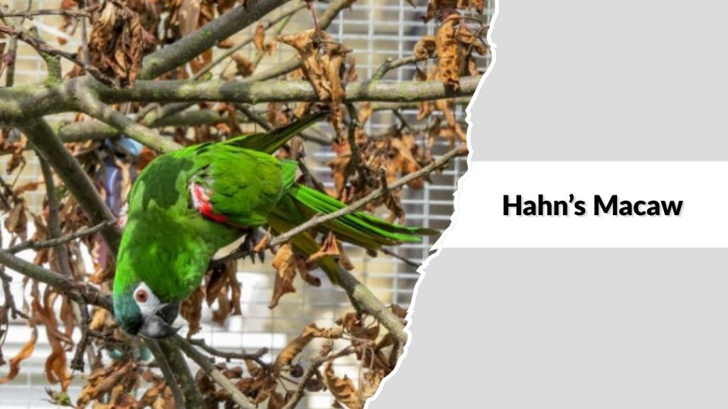 Hahn’s Macaw