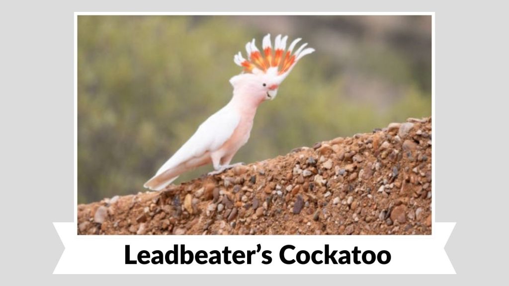 Leadbeater’s Cockatoo