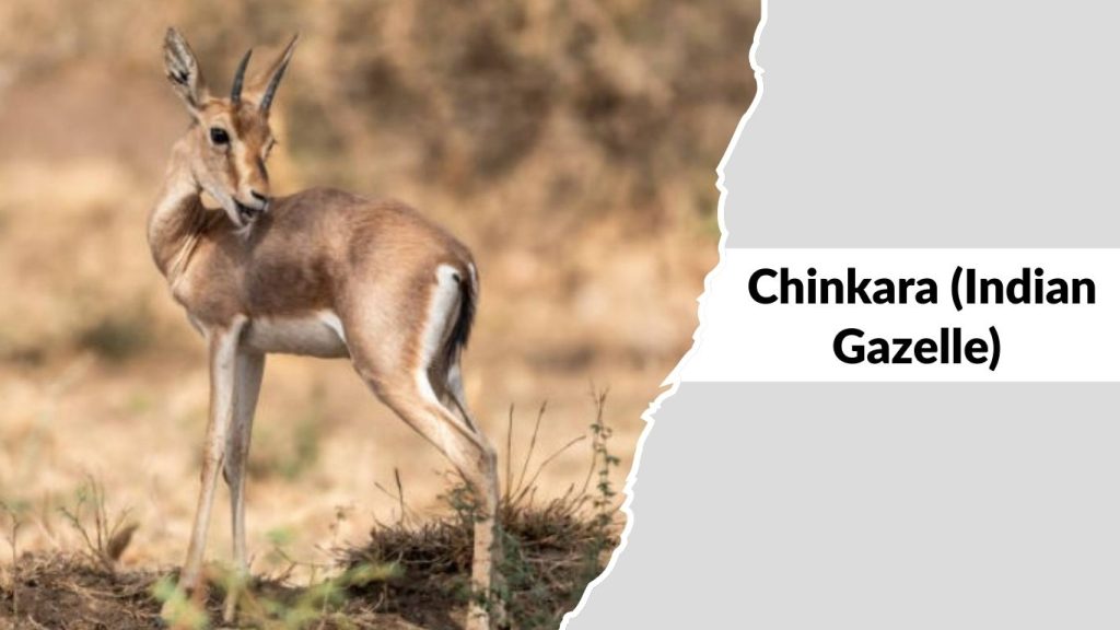 Chinkara (Indian Gazelle)