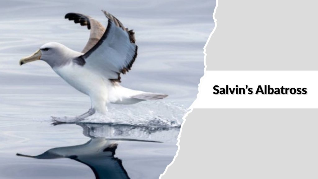 Salvin’s Albatross