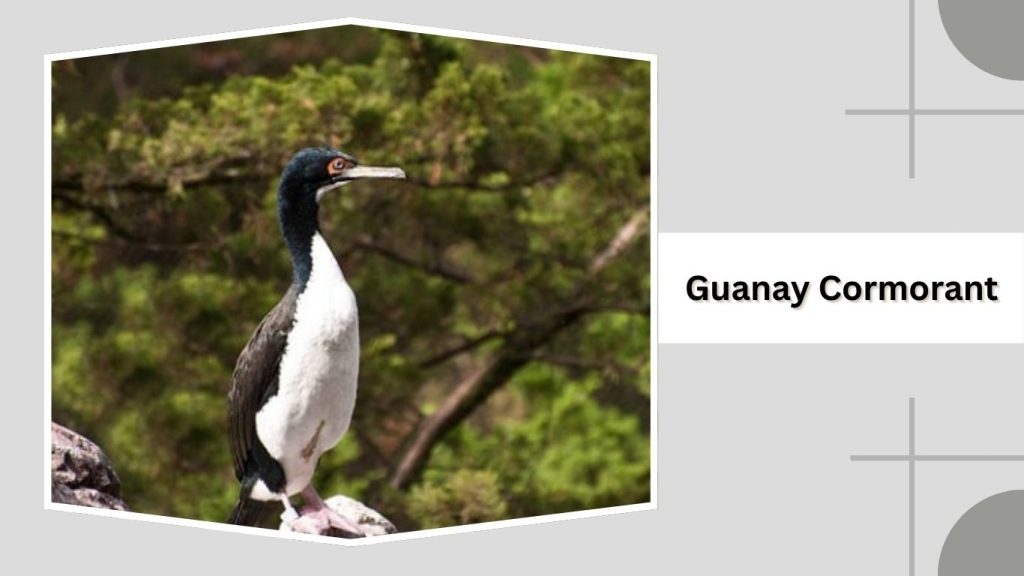 Guanay Cormorant
