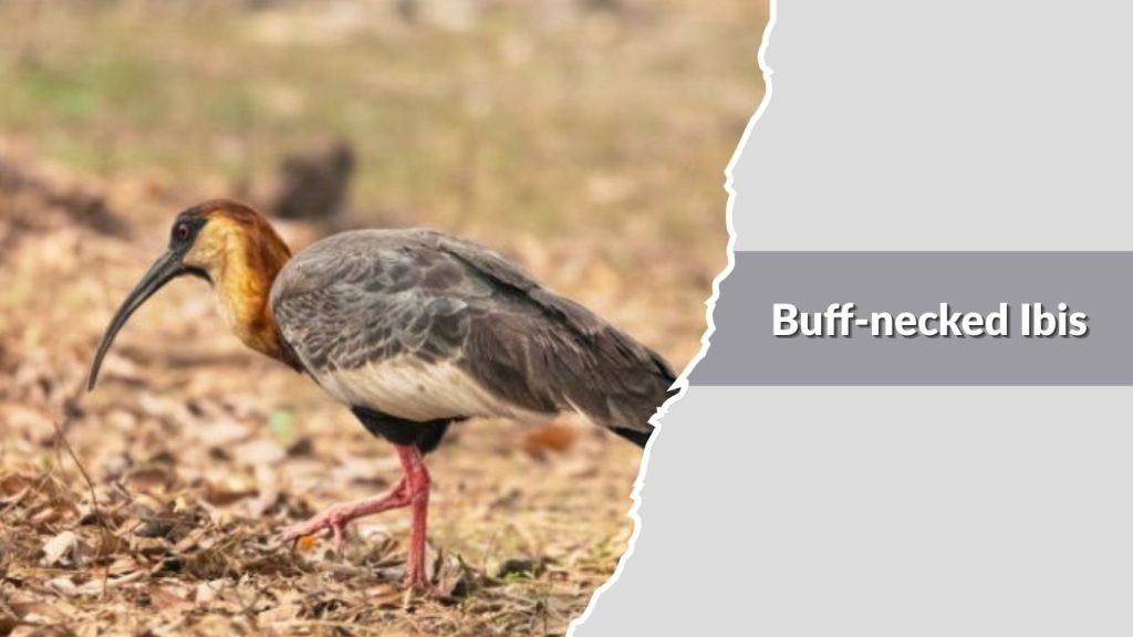 Buff-necked Ibis