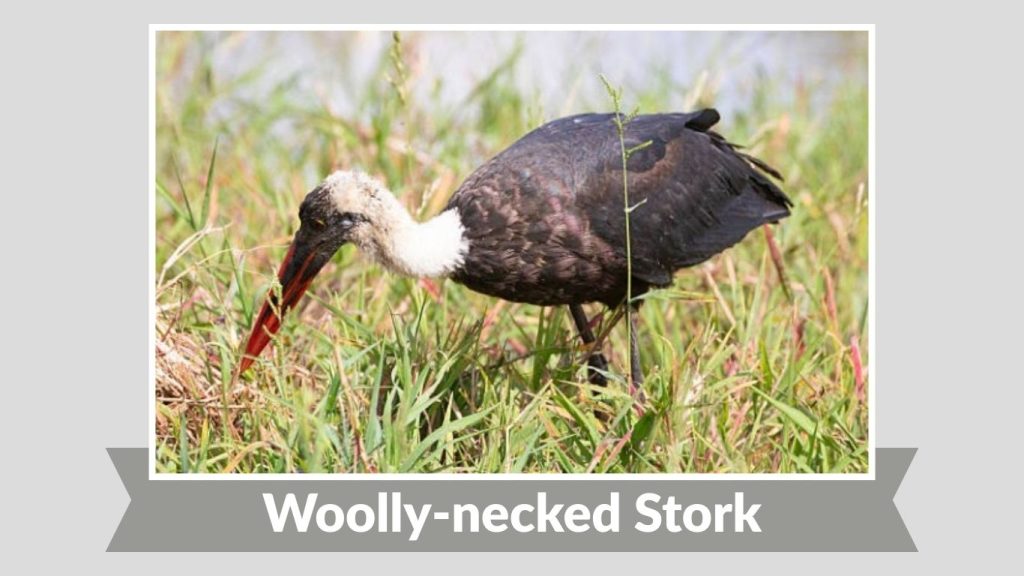 Woolly-necked Stork
