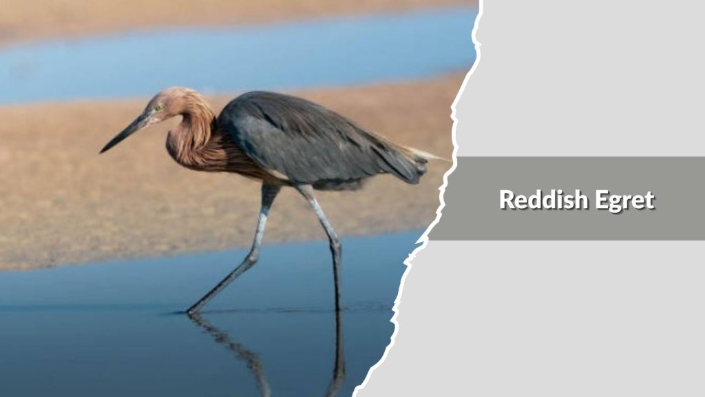Reddish Egret