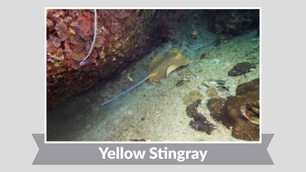Yellow Stingray
