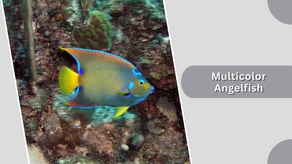 Multicolor Angelfish
