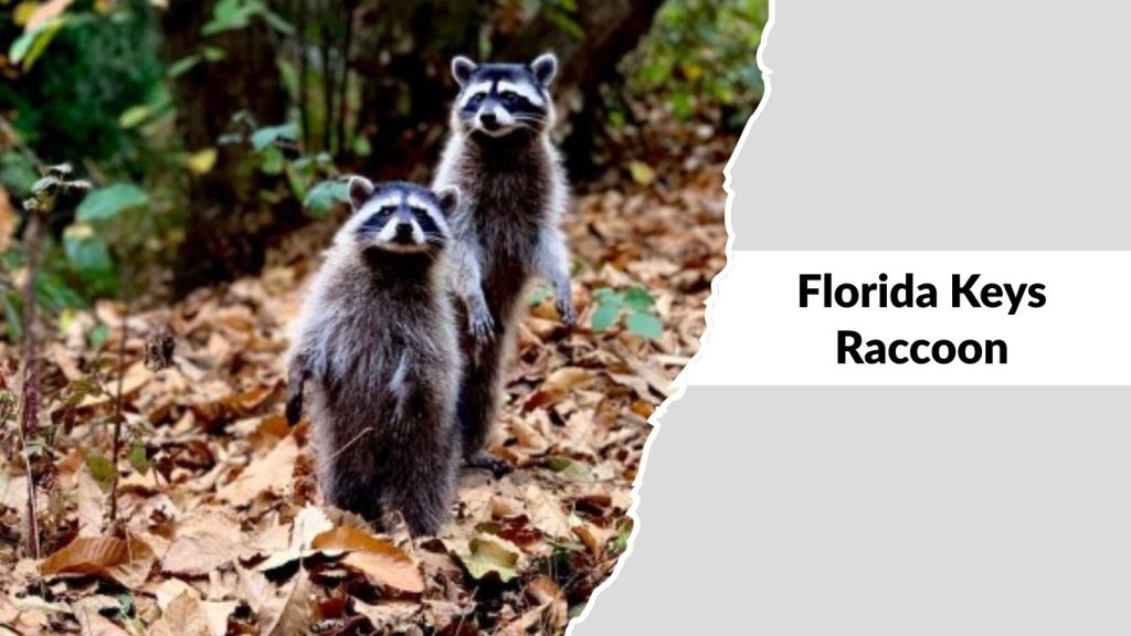 Florida Keys Raccoon (Procyon lotor auspicatus)