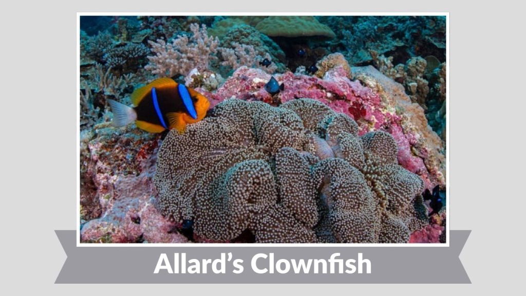 Allard’s Clownfish