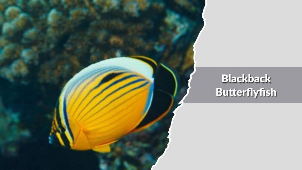 Blackback Butterflyfish