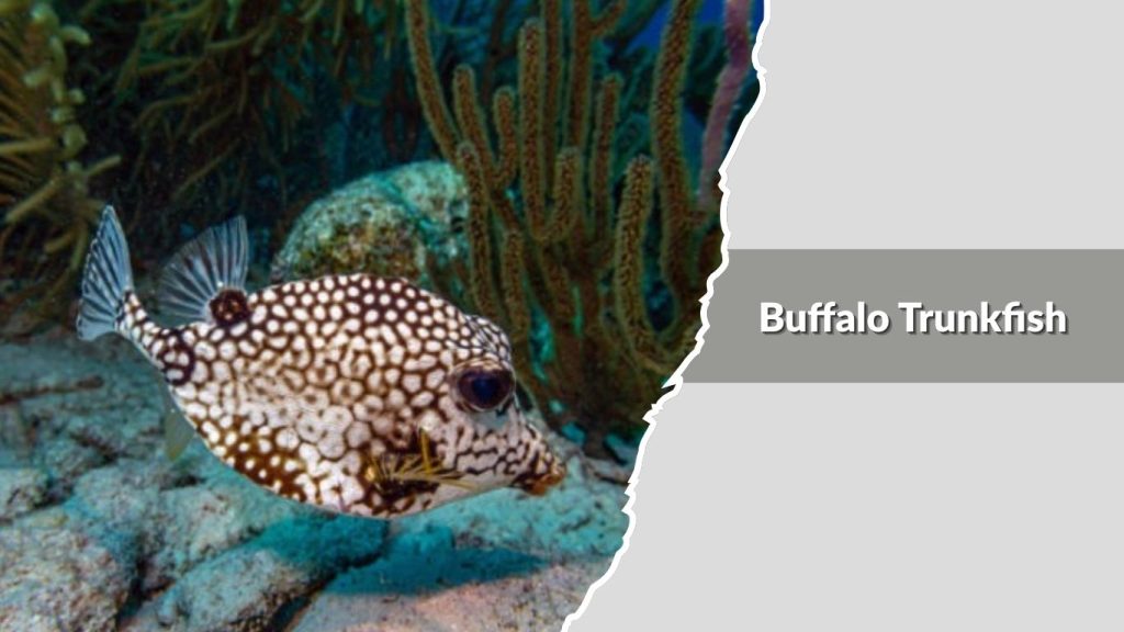 Buffalo Trunkfish