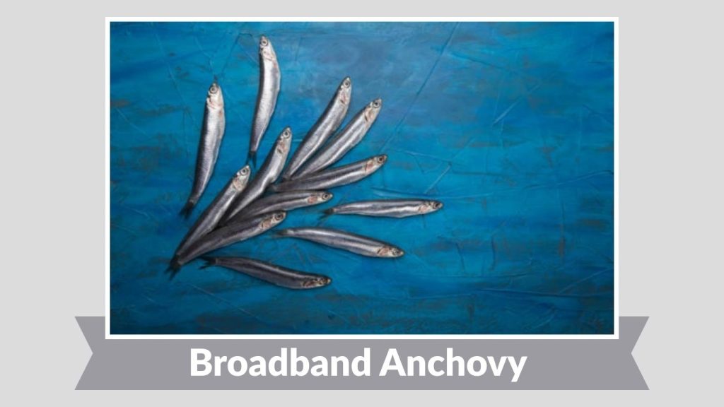 Broadband Anchovy 