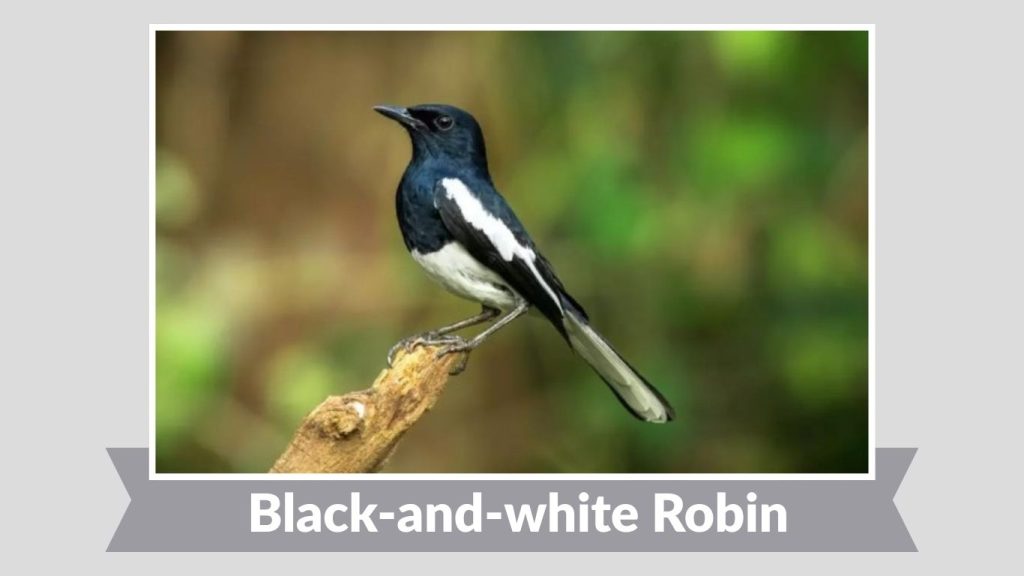 Black-and-white Robin
