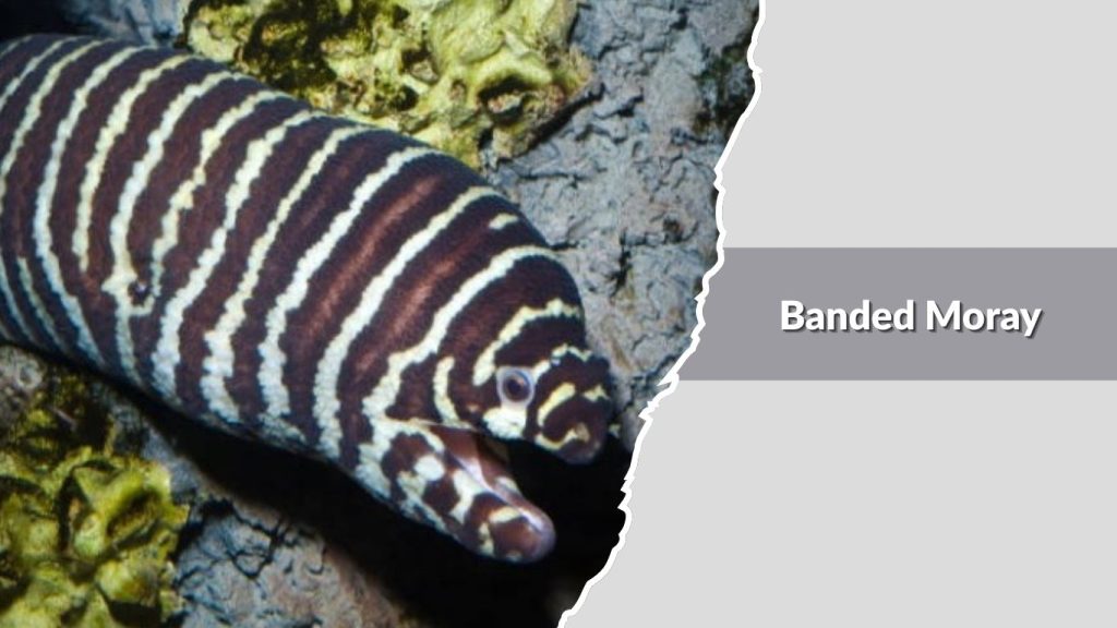 Banded Moray