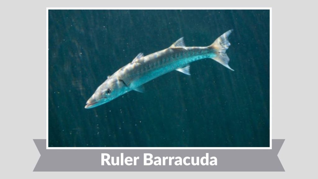 Ruler Barracuda