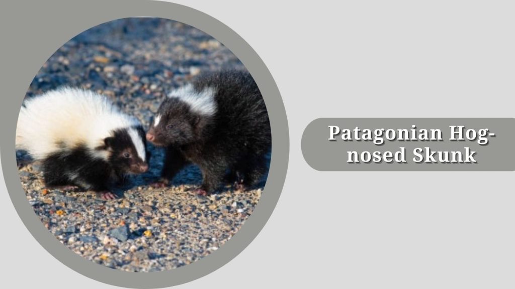 Patagonian Hog-nosed Skunk
