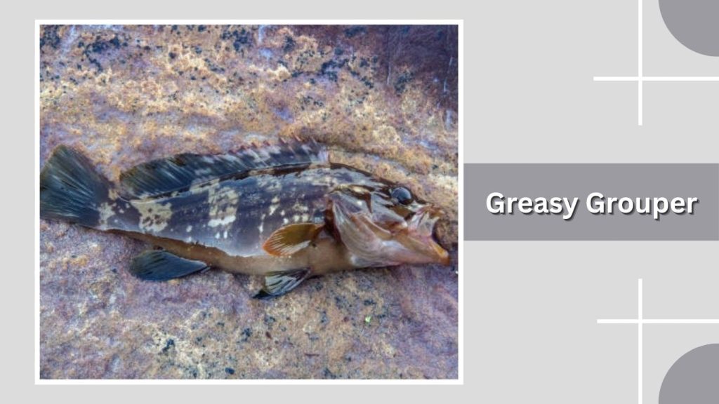 Greasy Grouper