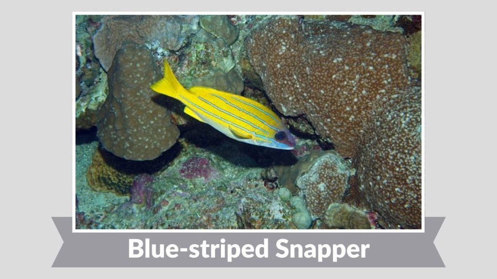 Blue-striped Snapper