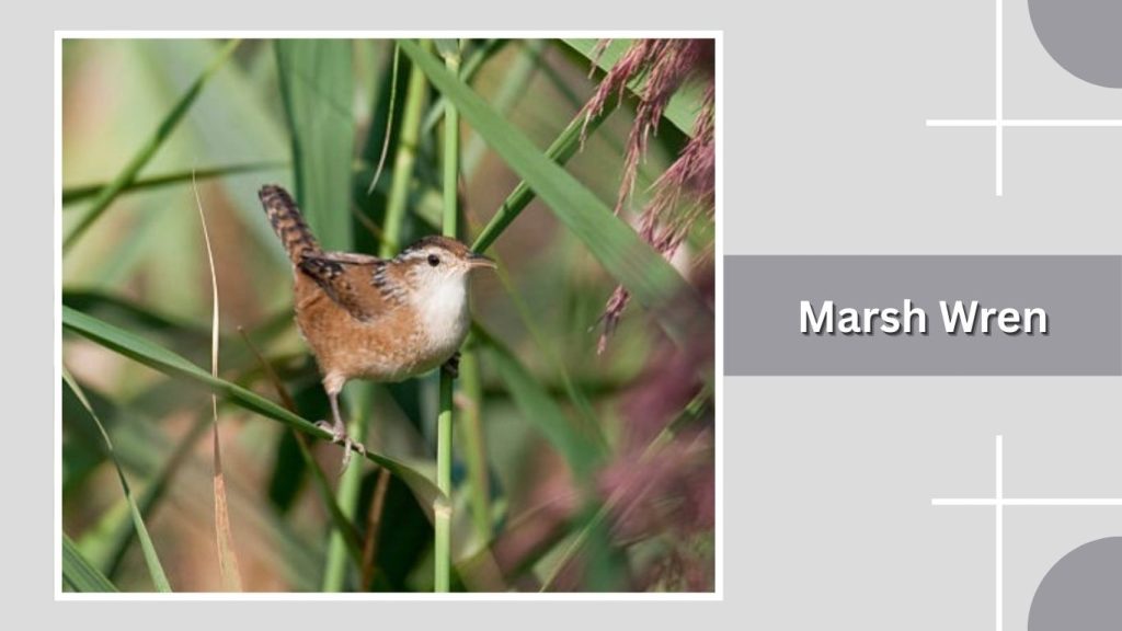 Marsh Wren