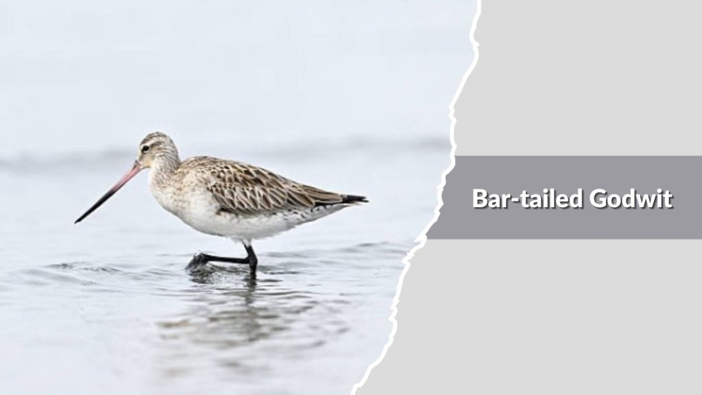 Bar-tailed Godwit