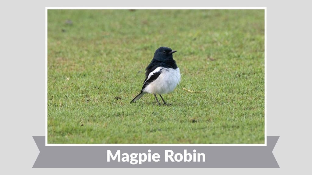 Magpie Robin