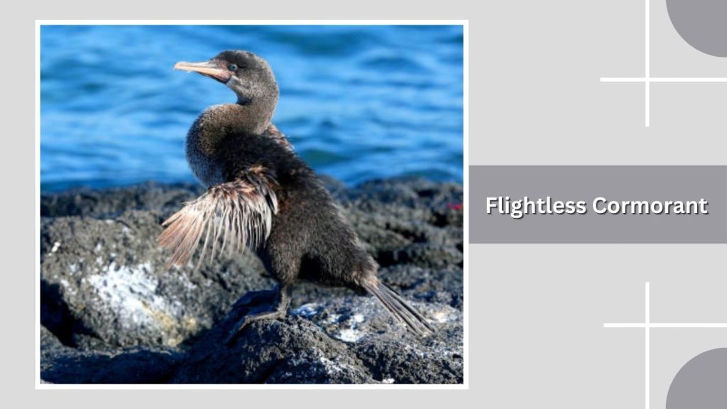 Flightless Cormorant