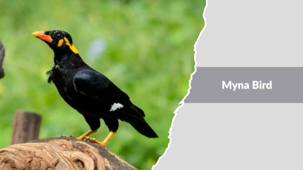 Myna Bird