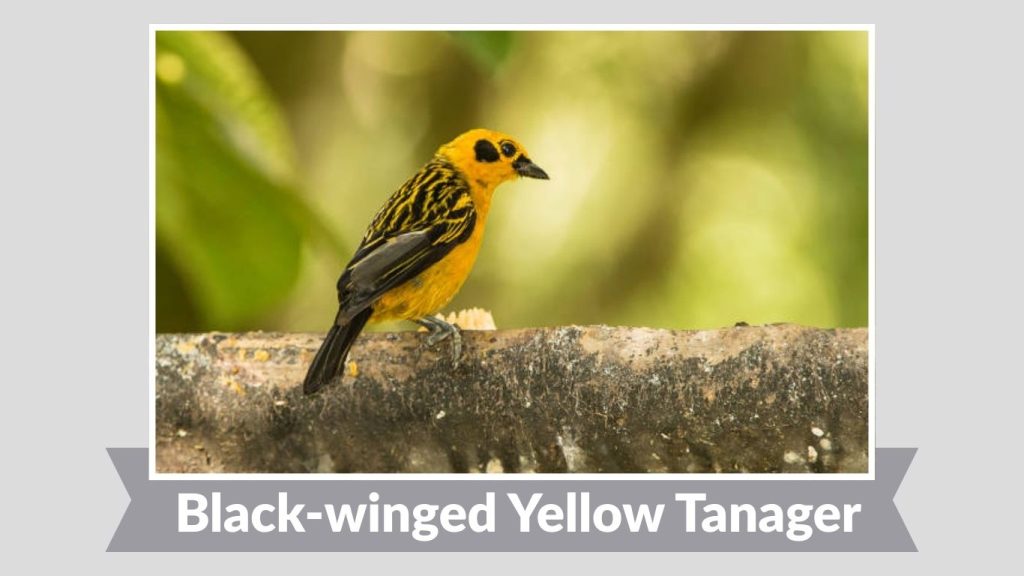 Black-winged Yellow Tanager