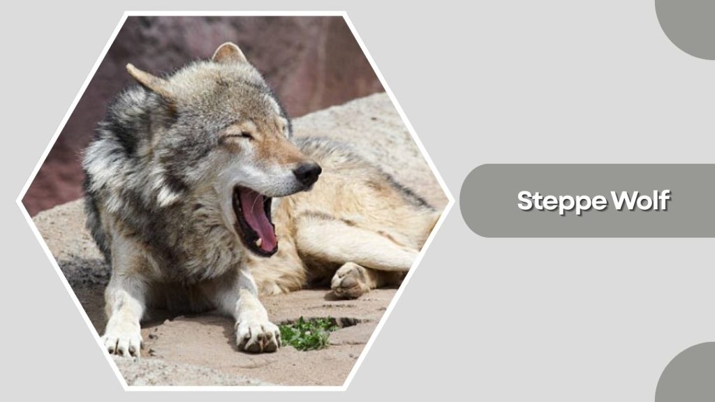 Steppe Wolf